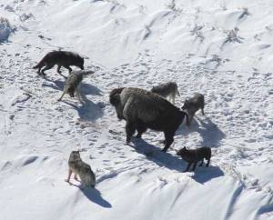A pack of gray wolves surround a bison, via Wikimedia Commons.  This is how group-think afflicted Christian often act online.