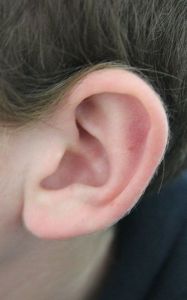Human ear, courtesy Wikimedia Commons.